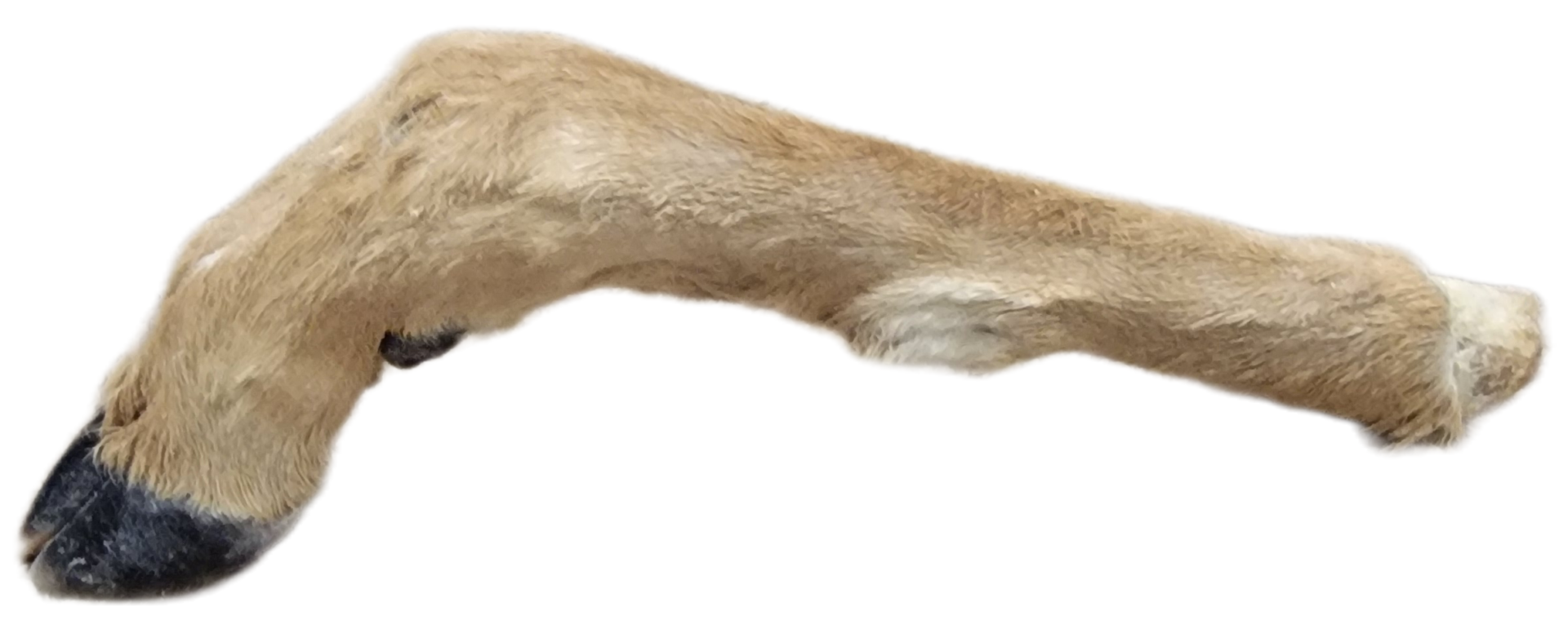 Deer leg with hair and hoof - "L" shaped
