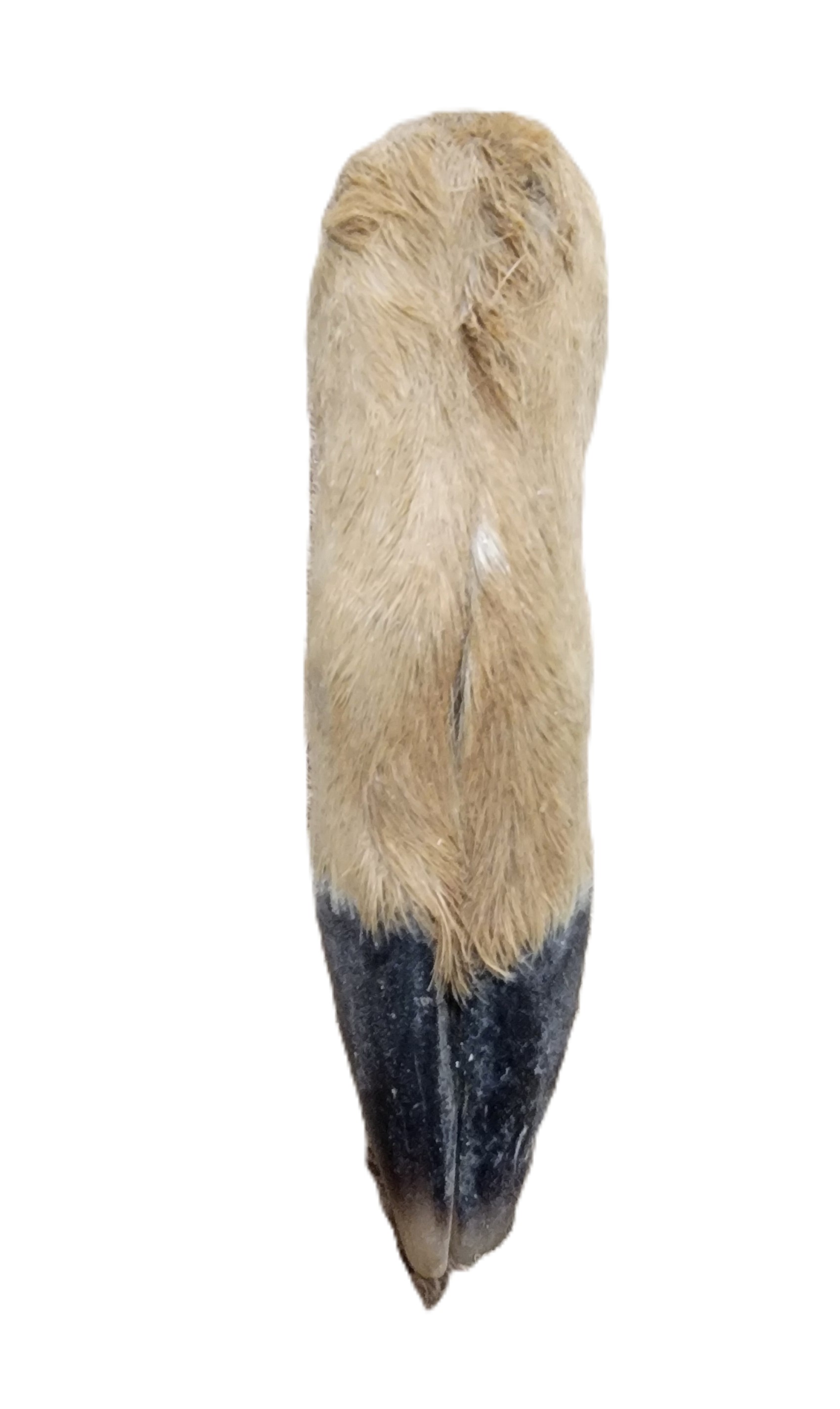 Deer leg with hair and hoof - "L" shaped - Image 4