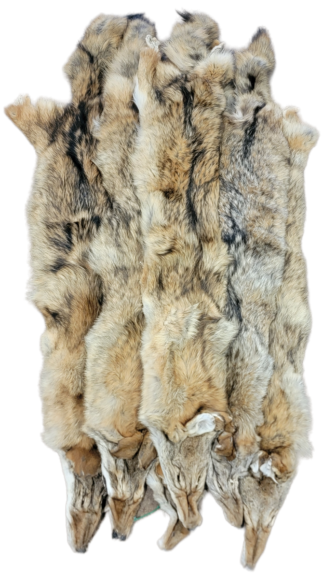 Coyote skin - MONTANA RED #1
