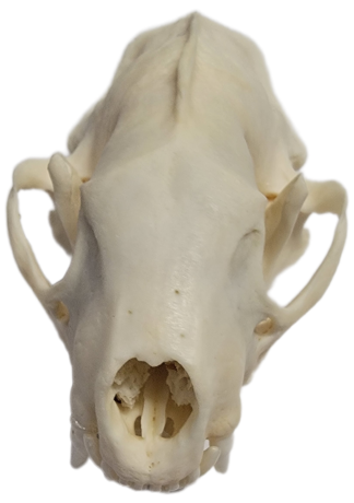 Skunk Skull