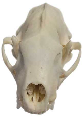 Skunk Skull