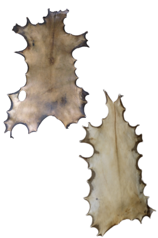 3-Drum Elk rawhide - Natural or Bleached