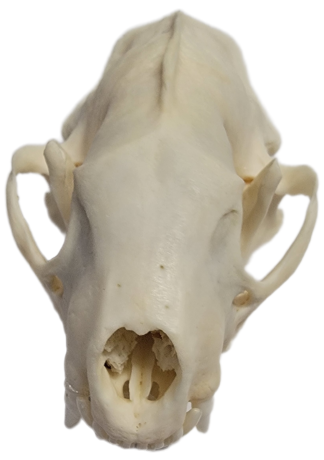 Skunk Skull