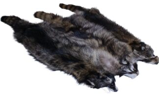 Raccoon
