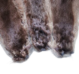 Otter