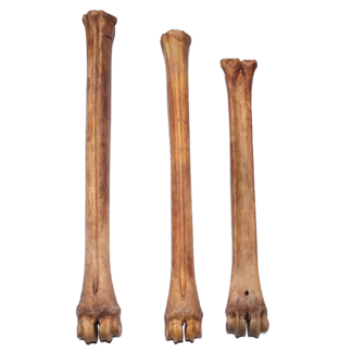 Deer Leg Bone (Natural)