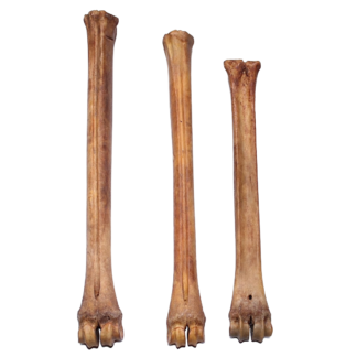 Deer Leg Bone (Natural)