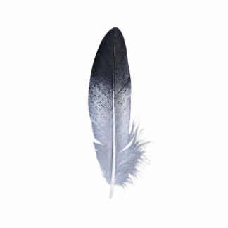 Golden Eagle Body Breast Feather