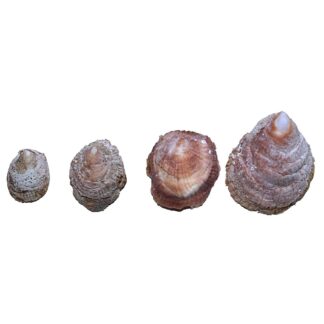 Abalone Shells 1" - 2" (Farmed)