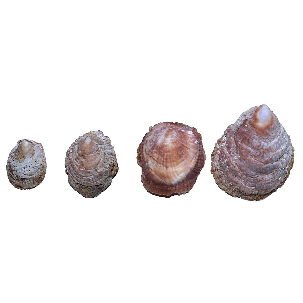 Abalone Shells 1" - 2" (Farmed)