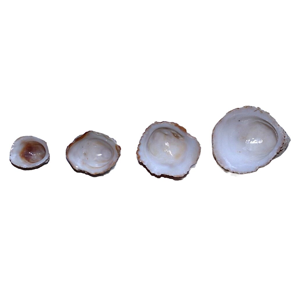 Abalone Shells 1" - 2" (Farmed) - Image 2