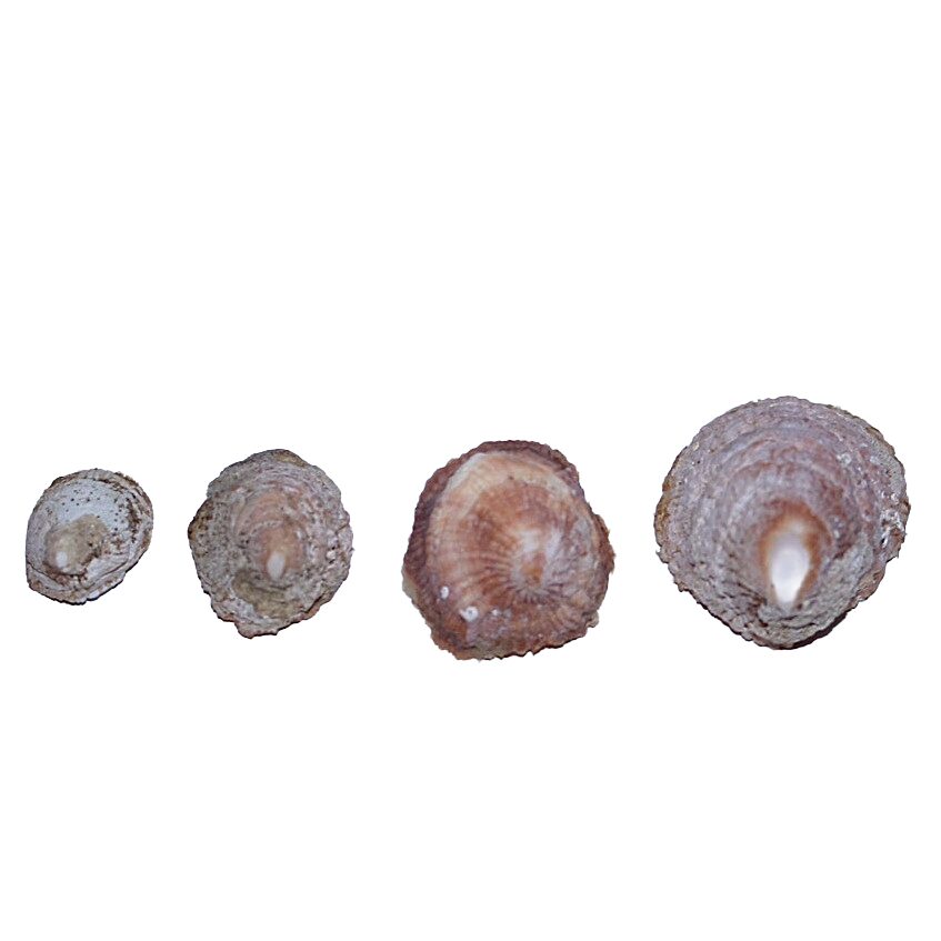 Abalone Shells 1" - 2" (Farmed) - Image 3