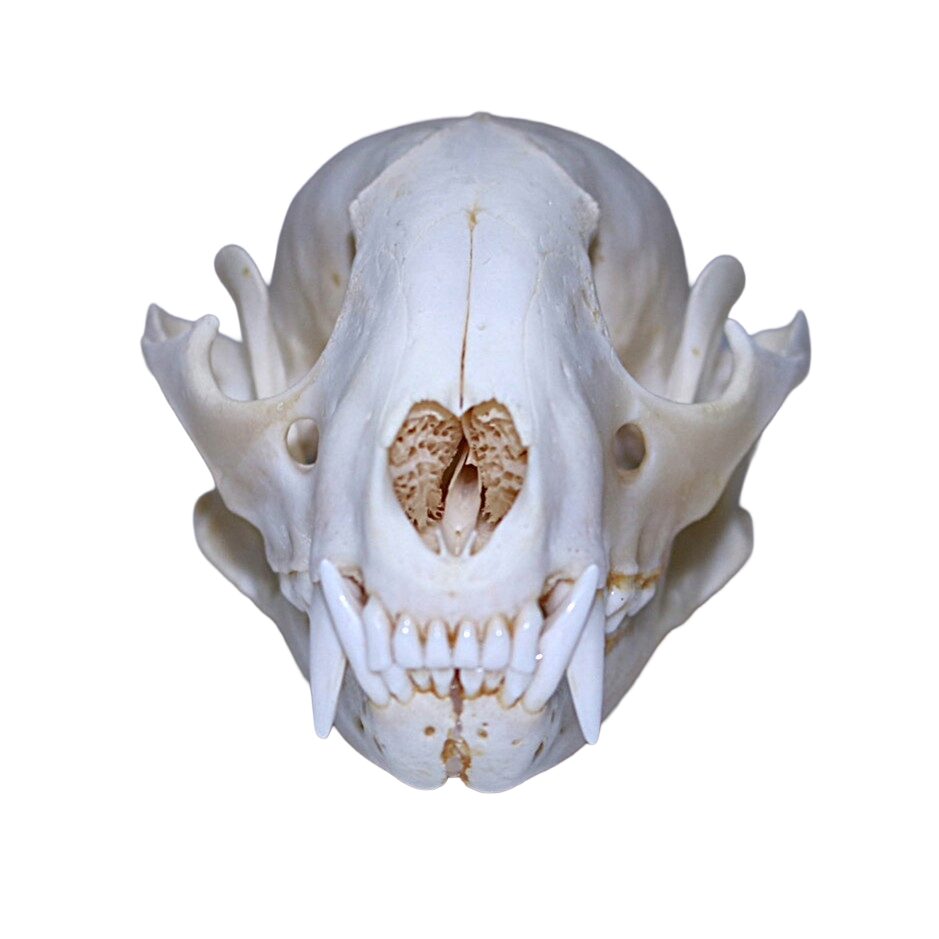 Badger Skull - Bleached - Image 2