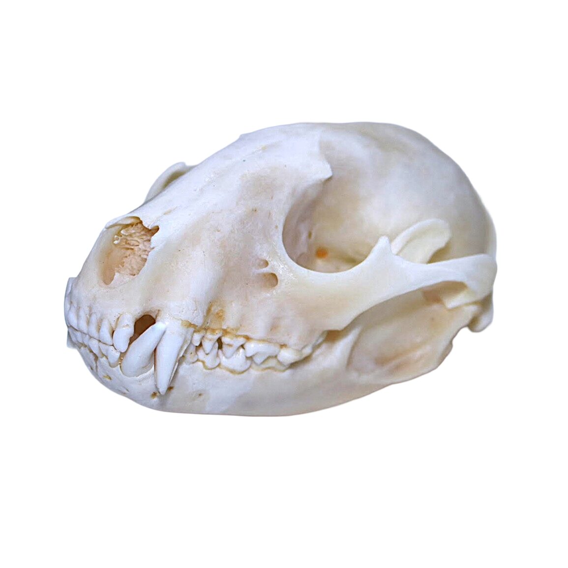 Badger Skull - Bleached
