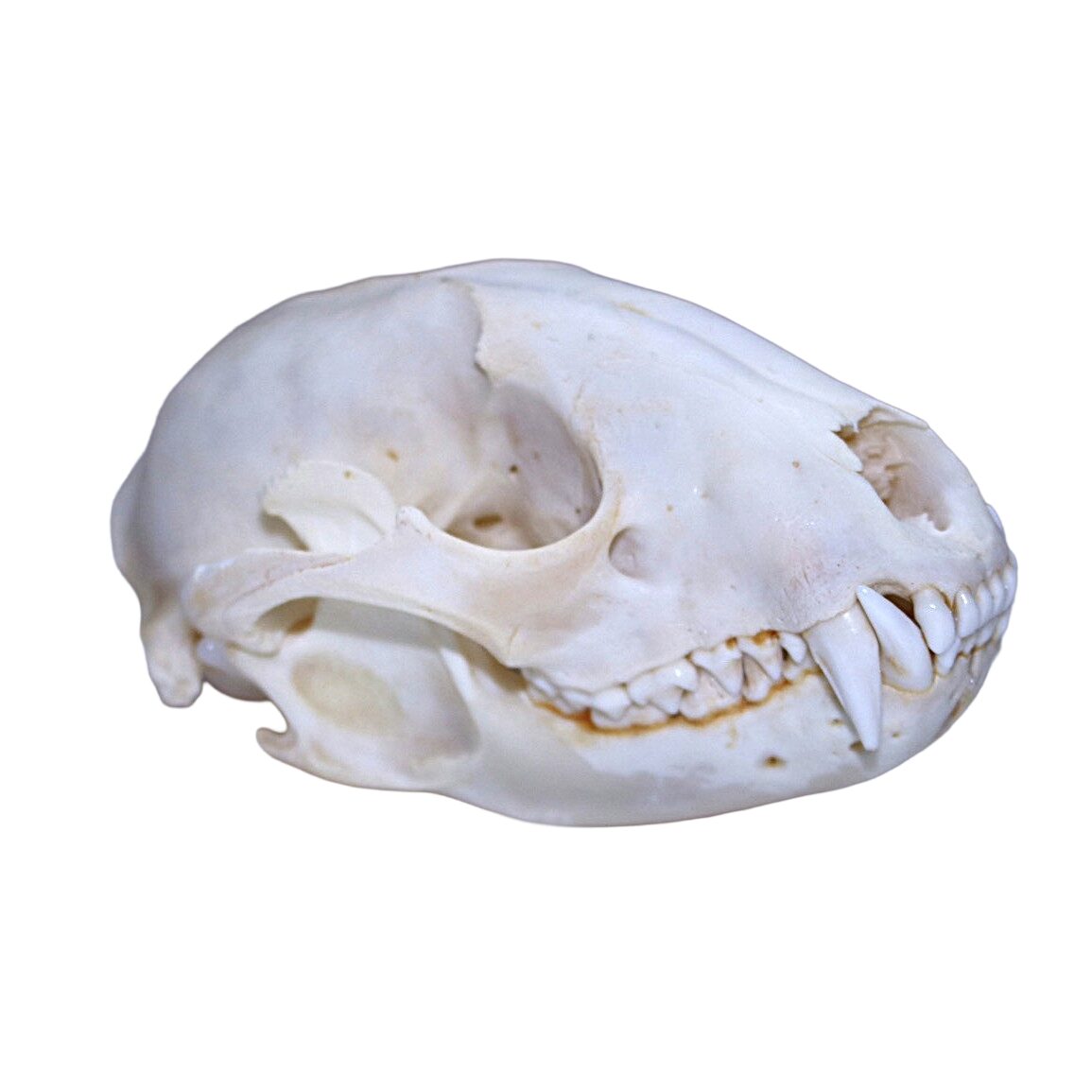 Badger Skull - Bleached - Image 3
