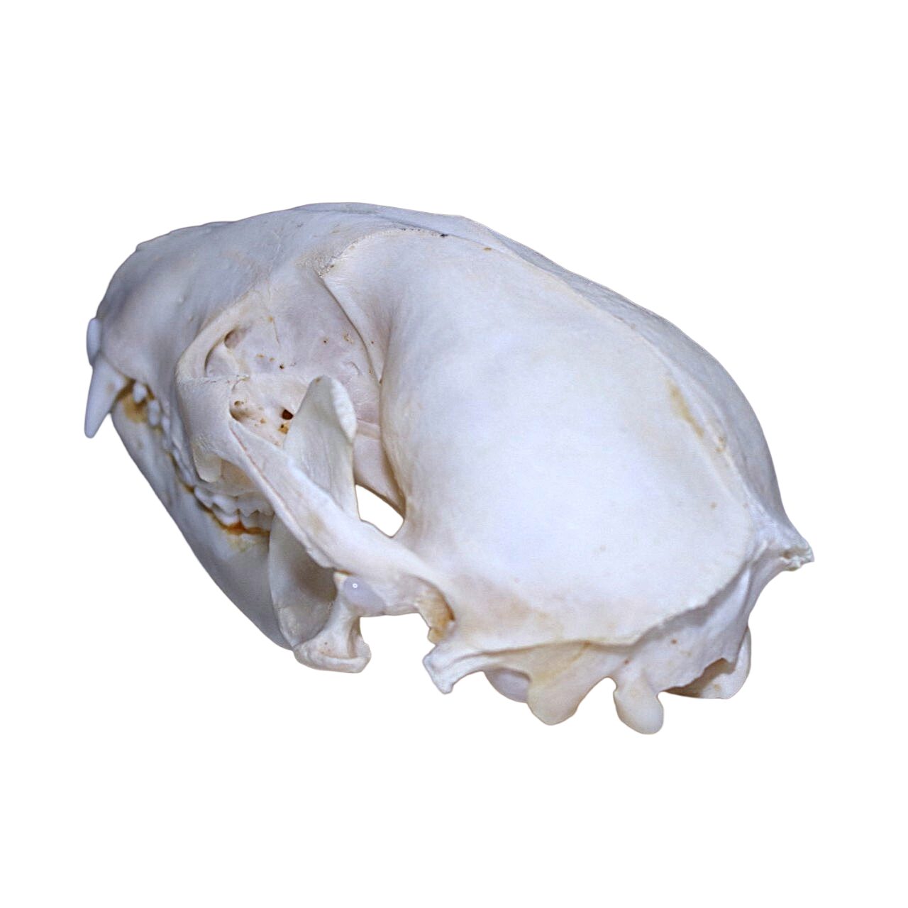 Badger Skull - Bleached - Image 6