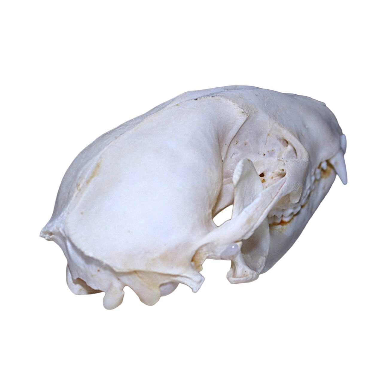 Badger Skull - Bleached - Image 4