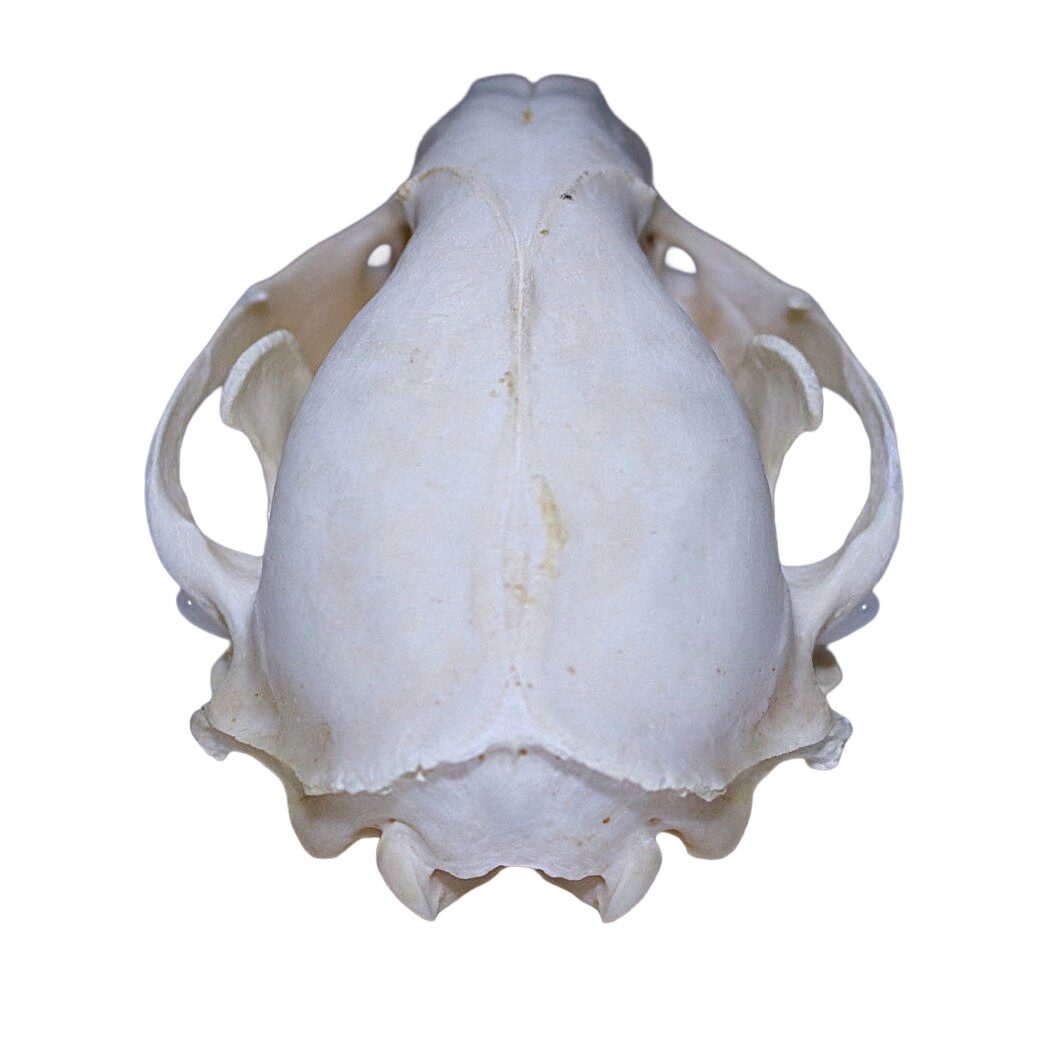 Badger Skull - Bleached - Image 5