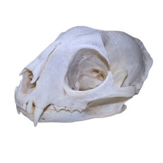 Bobcat Skull - Bleached