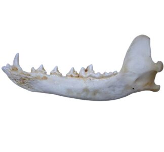Coyote Jawbone