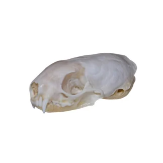 Ermine Skull