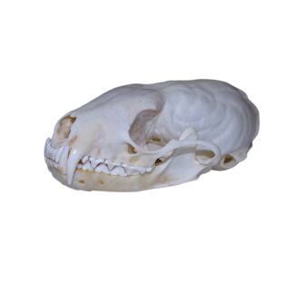 Martin Skull