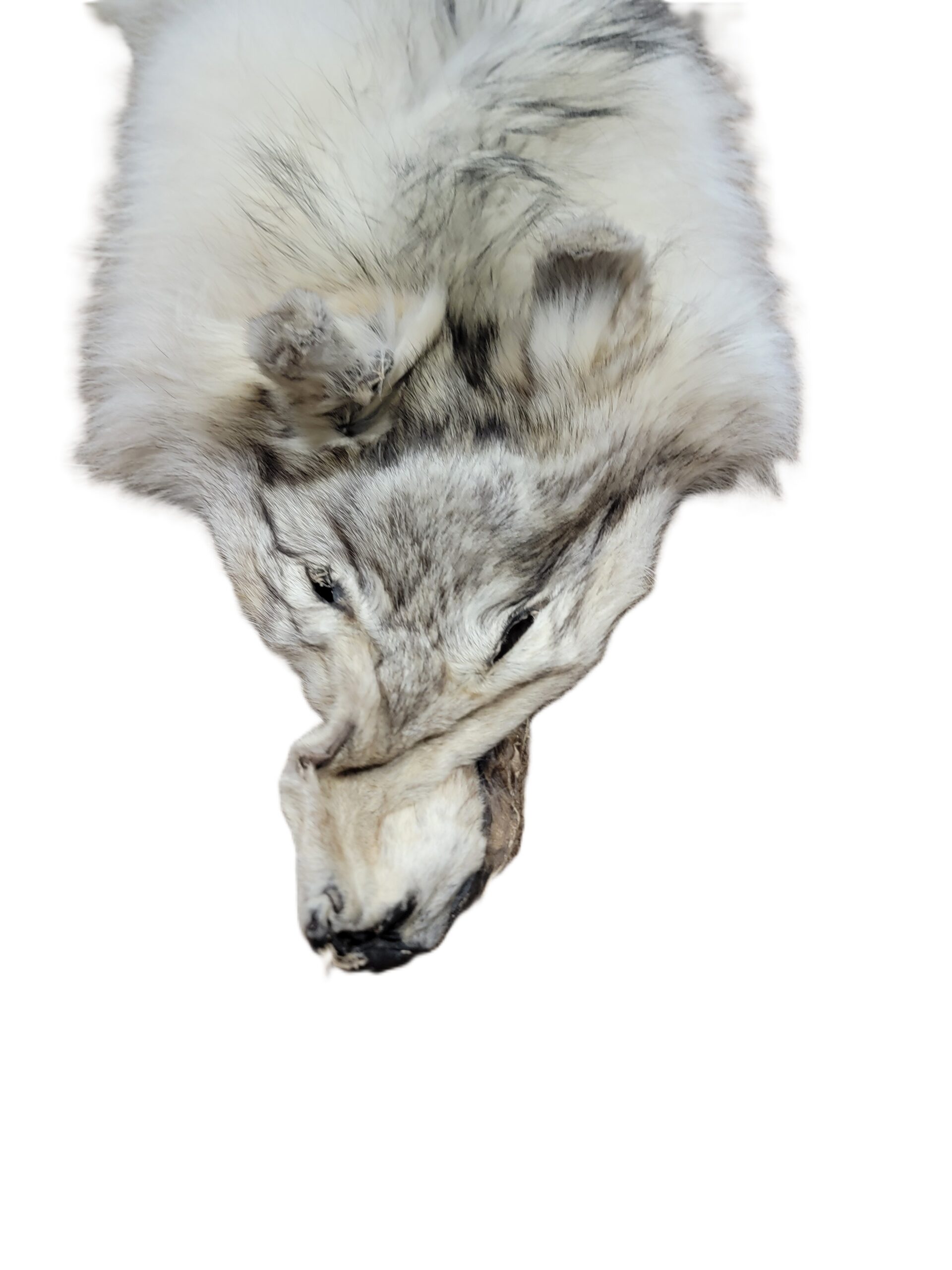 White Wolf XLG - Hair on hide - Image 2