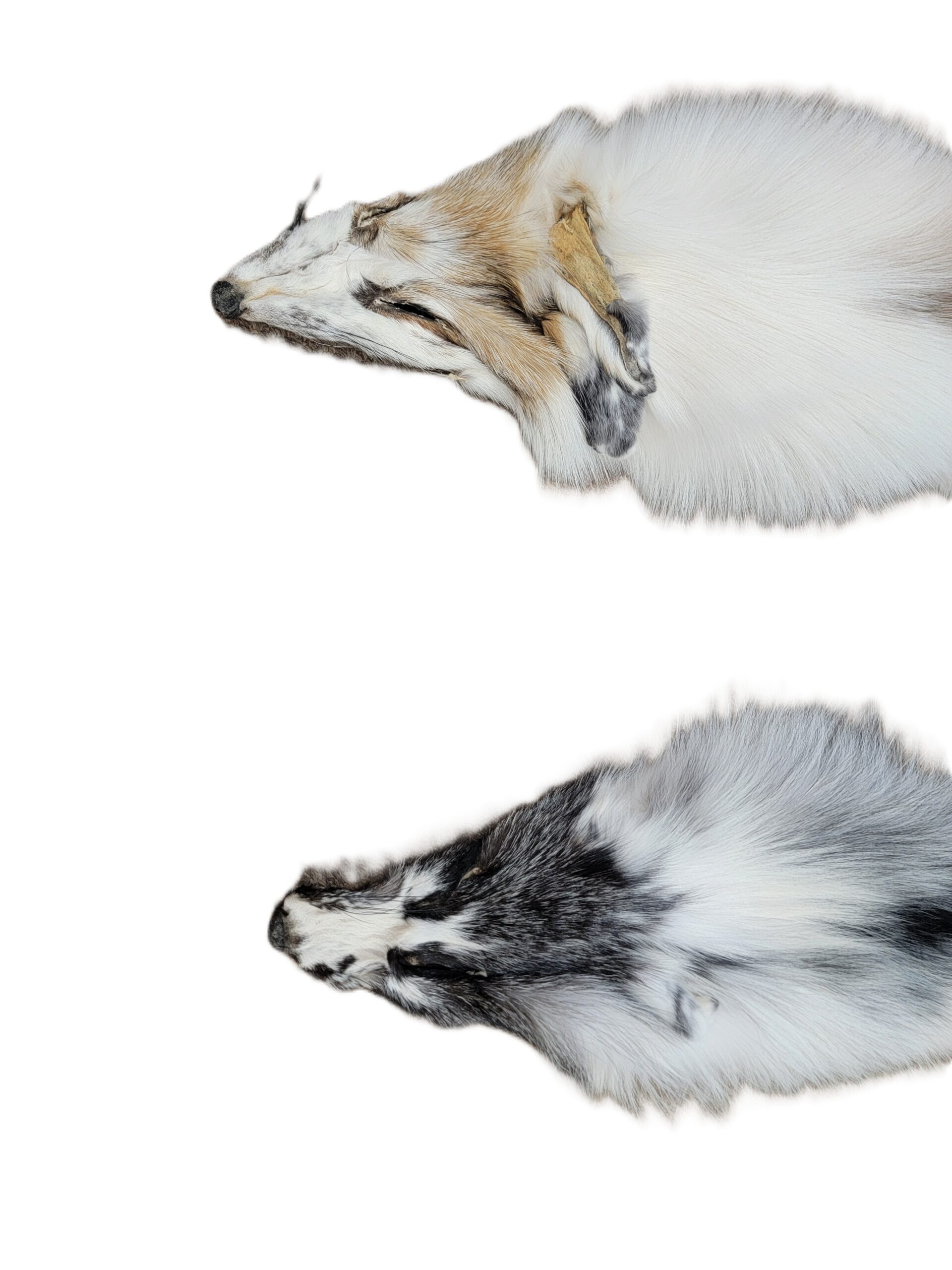 Artic Brown or Black Marble Fox - Full Cased Tanned Hide - Image 2