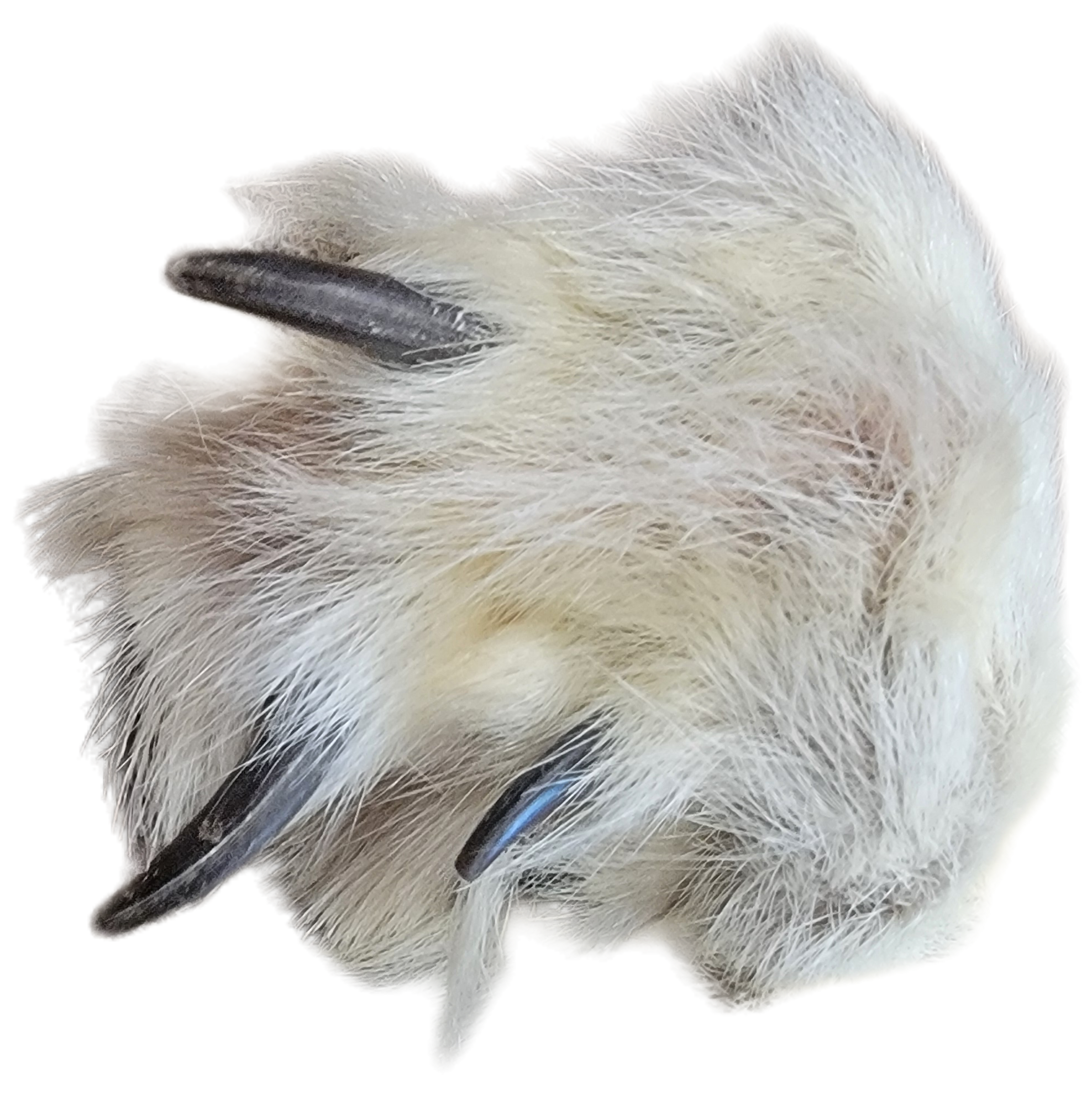 White Wolf XLG - Hair on hide - Image 8