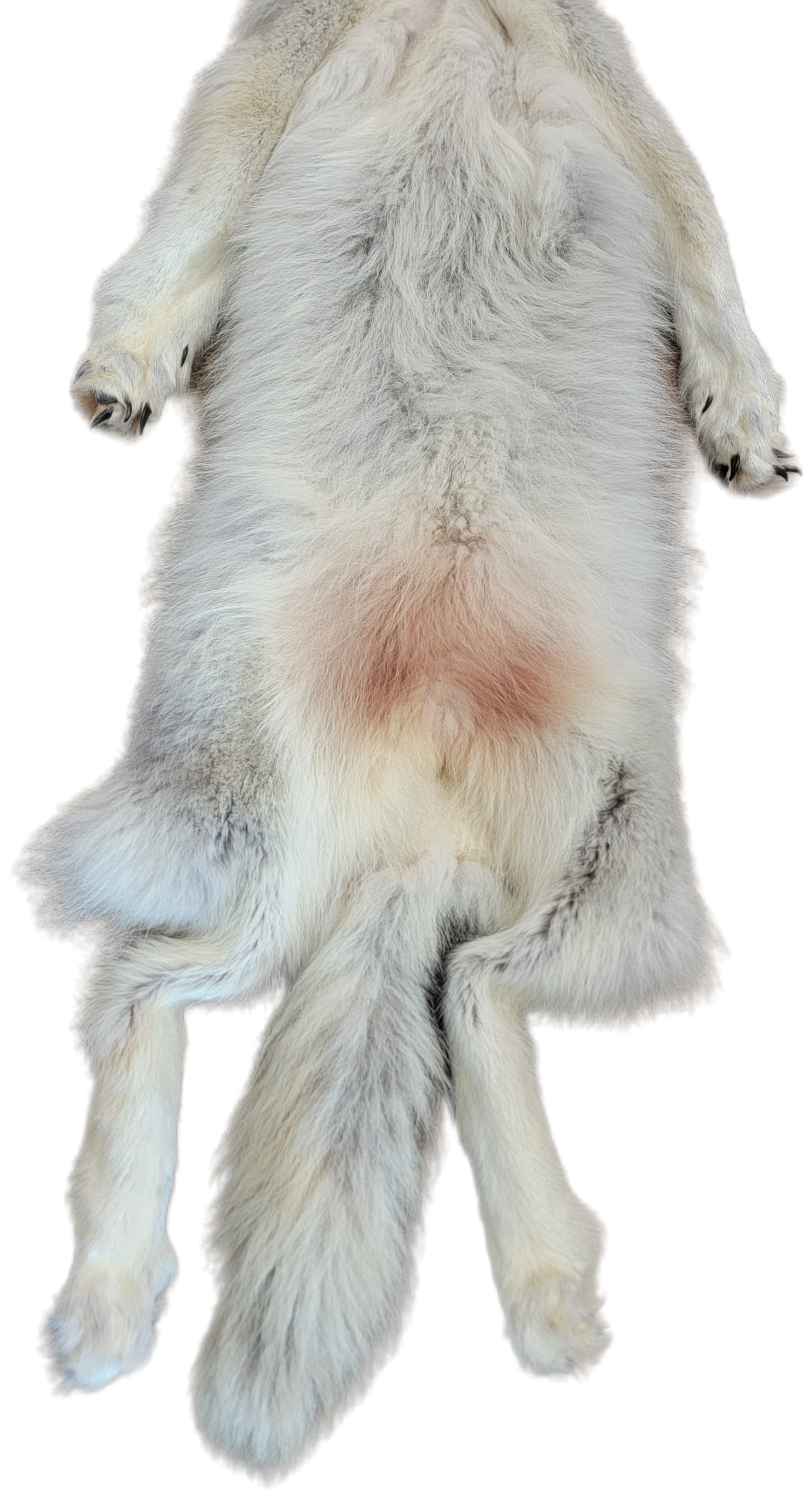 White Wolf XLG - Hair on hide - Image 7