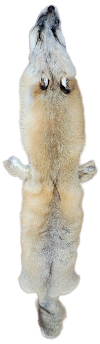 Golden Island Fox