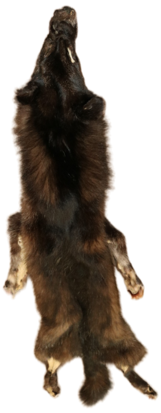 Black Wolf XLG - Hair on hide