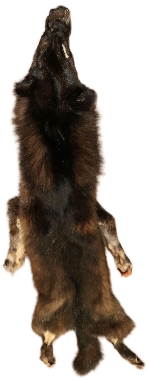 Black Wolf XLG - Hair on hide