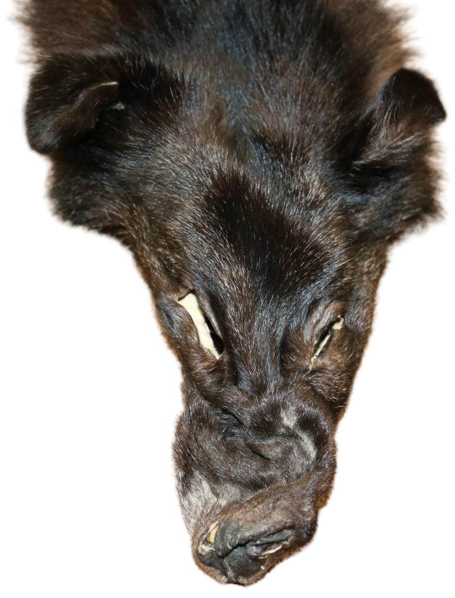 Black Wolf XLG - Hair on hide - Image 8