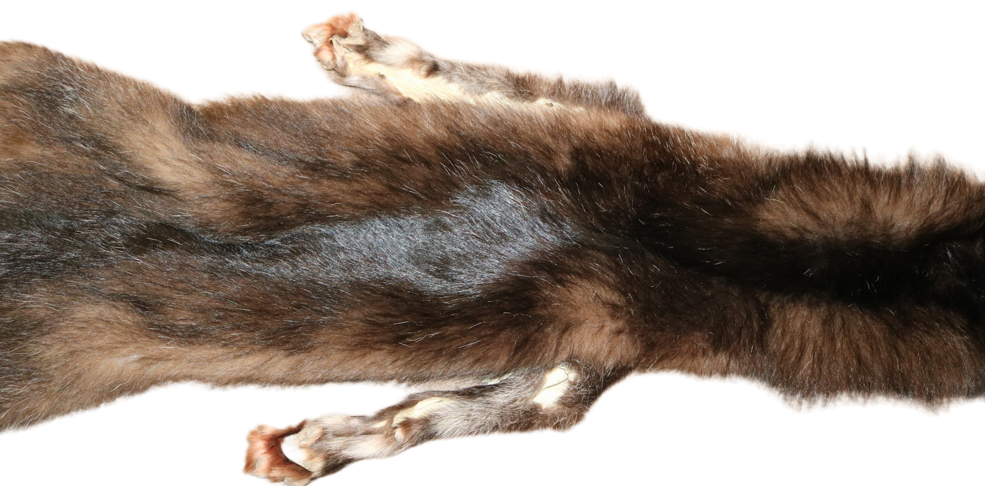 Black Wolf XLG - Hair on hide - Image 9