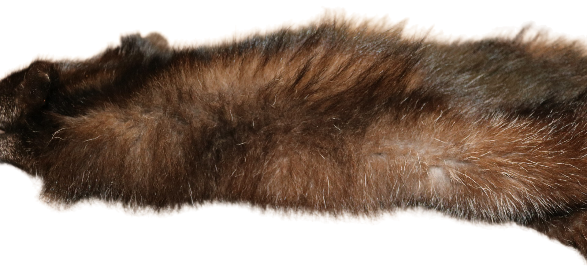 Black Wolf XLG - Hair on hide - Image 2