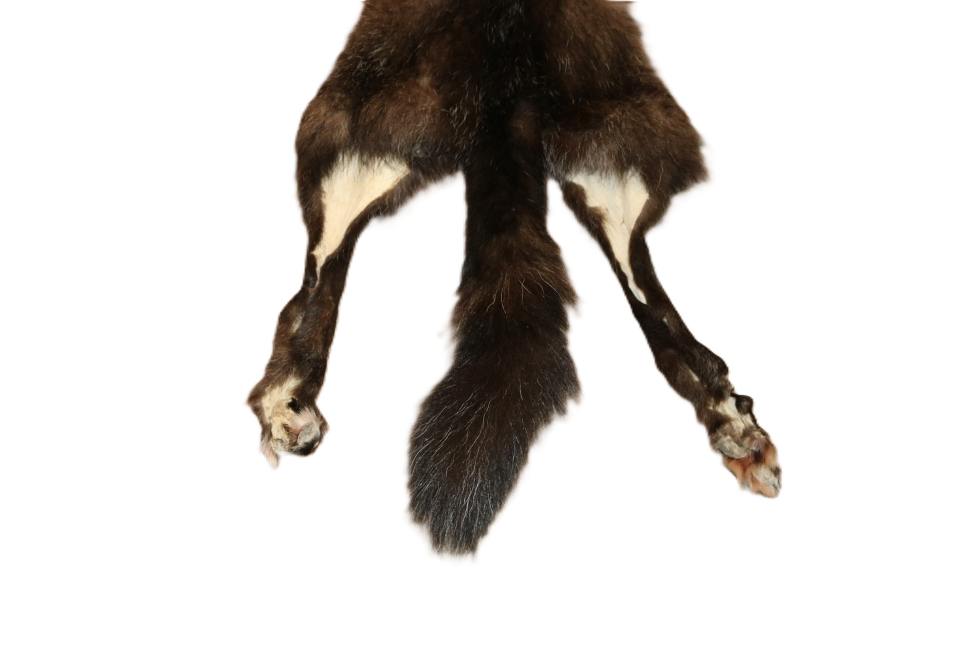 Black Wolf XLG - Hair on hide - Image 7