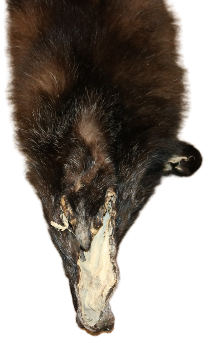 Black Wolf XLG - Hair on hide - Image 3