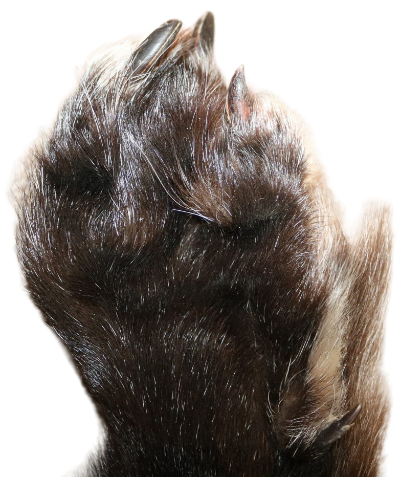 Black Wolf XLG - Hair on hide - Image 4