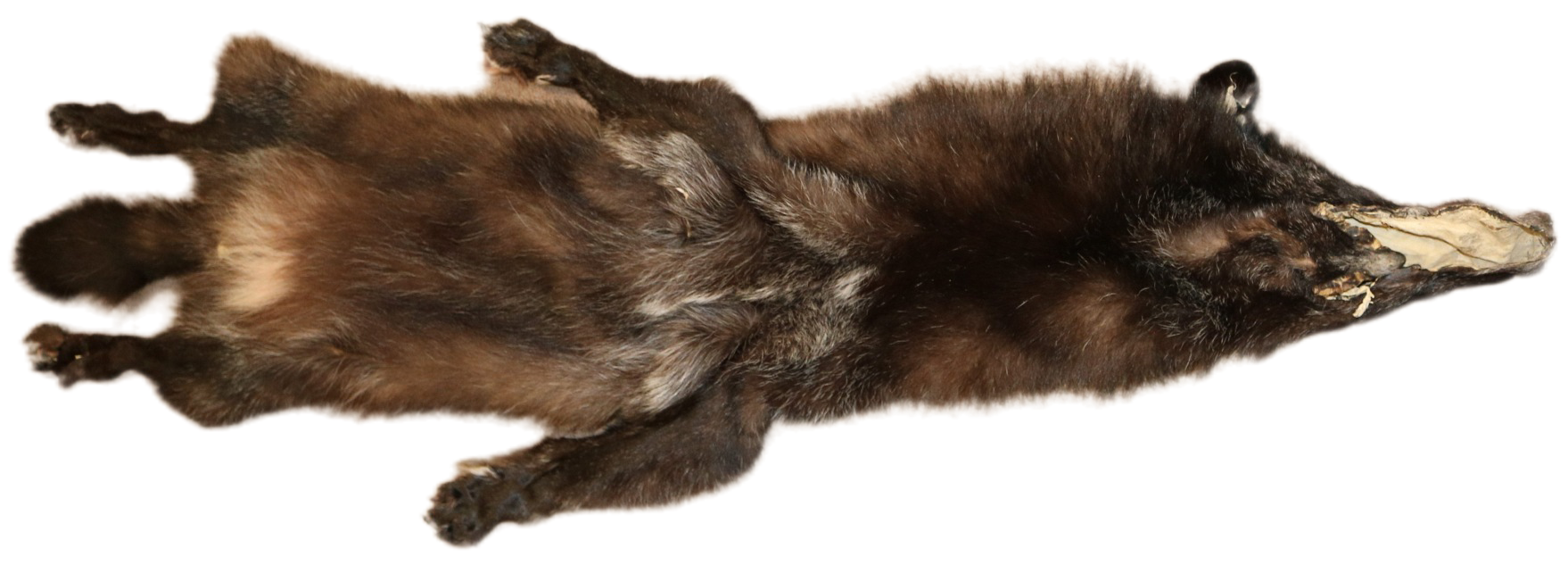 Black Wolf XLG - Hair on hide - Image 5