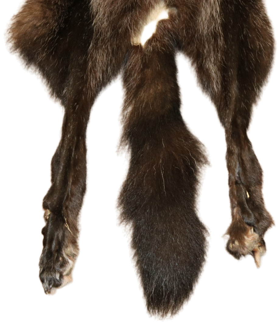 Black Wolf XLG - Hair on hide - Image 6