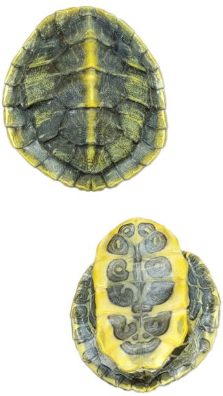 Red Ear Turtle Shell 1"